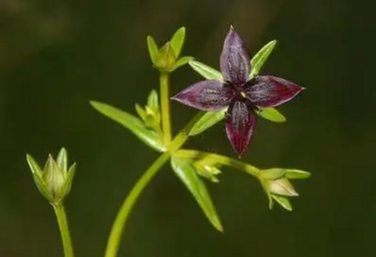 川西獐牙菜