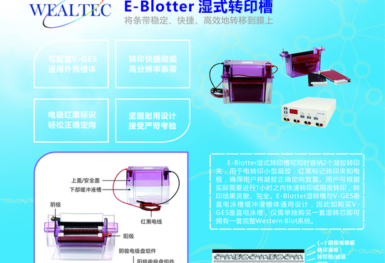 威立泰 电泳与转印